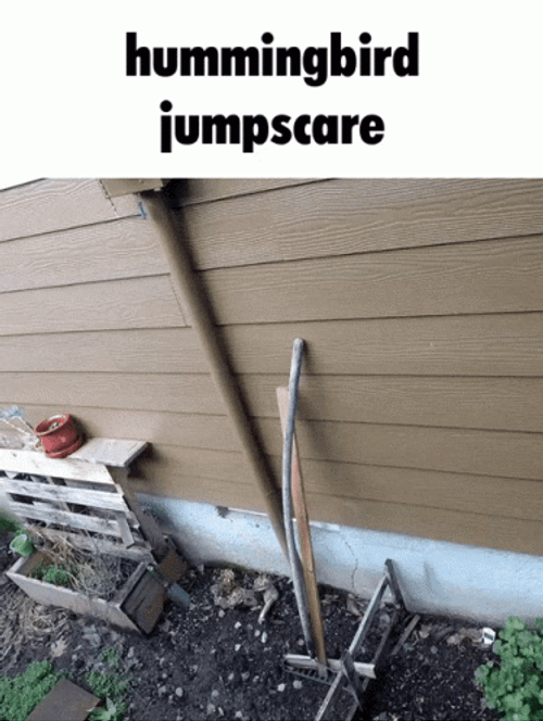 Hummingbird Jump Scare GIF