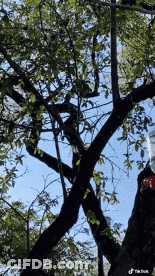Hummingbird On A Bird Lamp Tree GIF