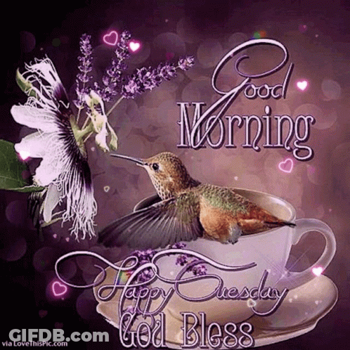 Hummingbird On Coffee Cup Good Morning Happy Tuesday God Bless GIF