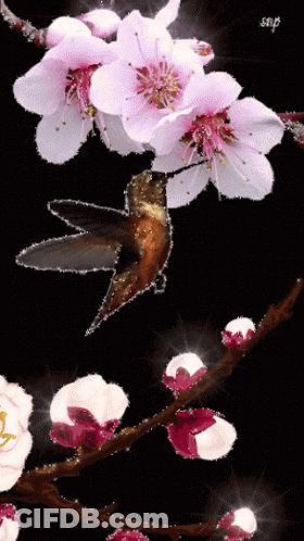 Hummingbird Perched On Flower Branch GIF
