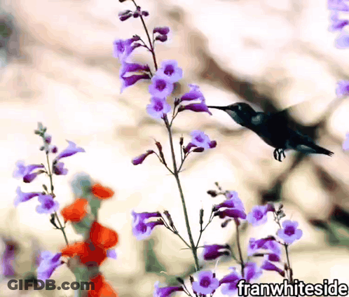 Hummingbird Perched On Purple Flower Franwhiteside GIF