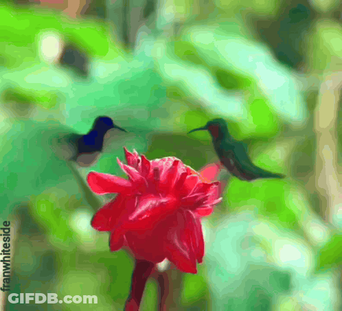 Hummingbird Perched On Red Flower Blurry Photo By Franwihl.de GIF
