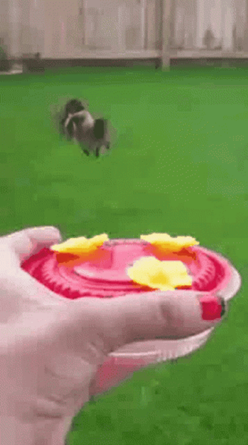 Hummingbird Sipping Nectar Water GIF