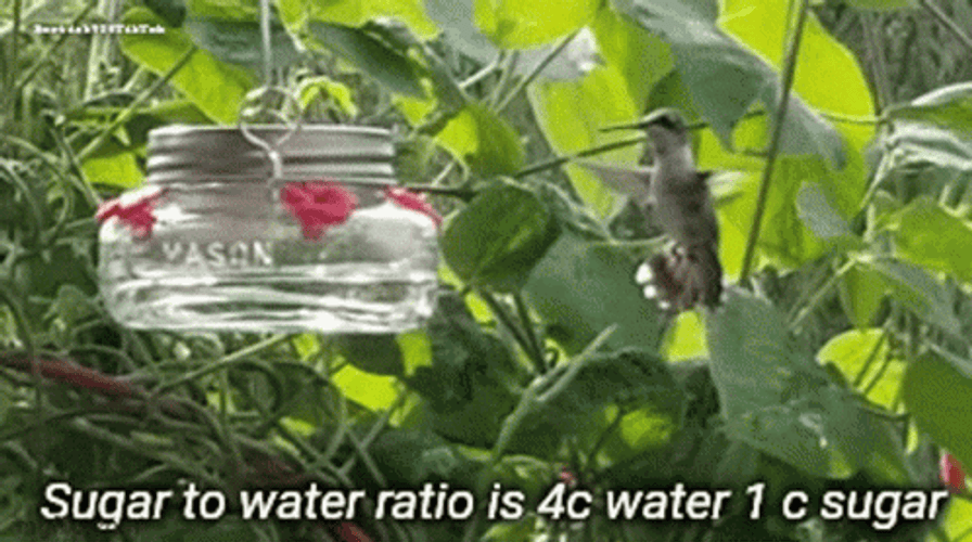 Hummingbird Sugar And Water Ratio GIF