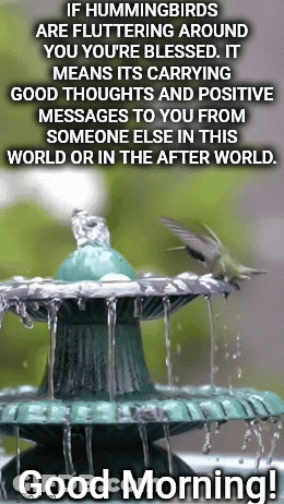 Hummingbirds Good Morning Birds GIF