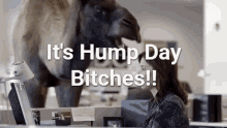 Hump Day Camel Bitches In Office GIF