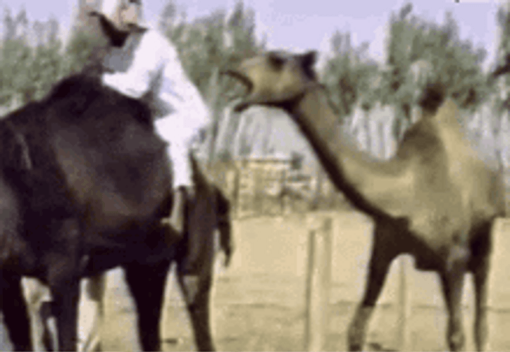 Hump Day Camel Biting A Man's Butt GIF