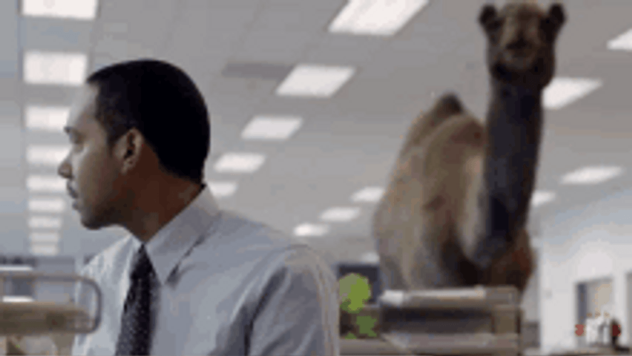 Hump Day Camel Day In Office GIF