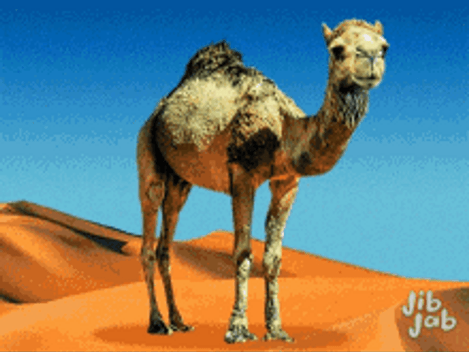 Hump Day Camel Digibyte Staring At GIF