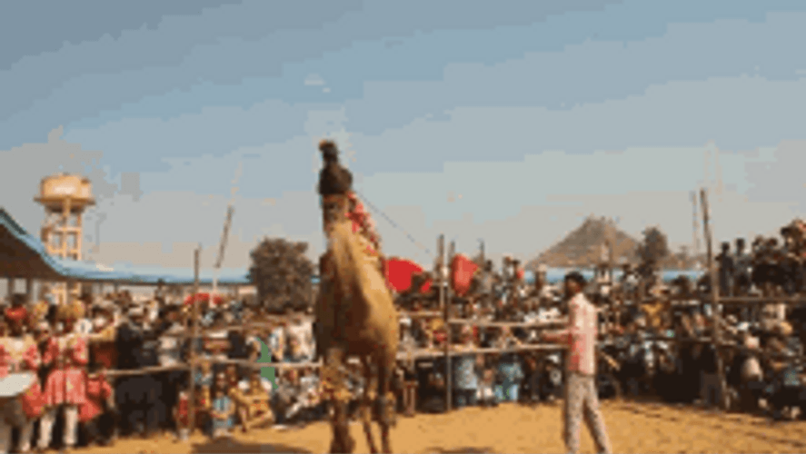 Hump Day Camel Forward And Backward Dance GIF