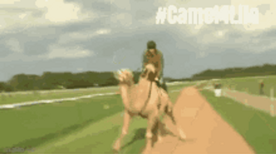 Hump Day Camel Hashtag For Life GIF