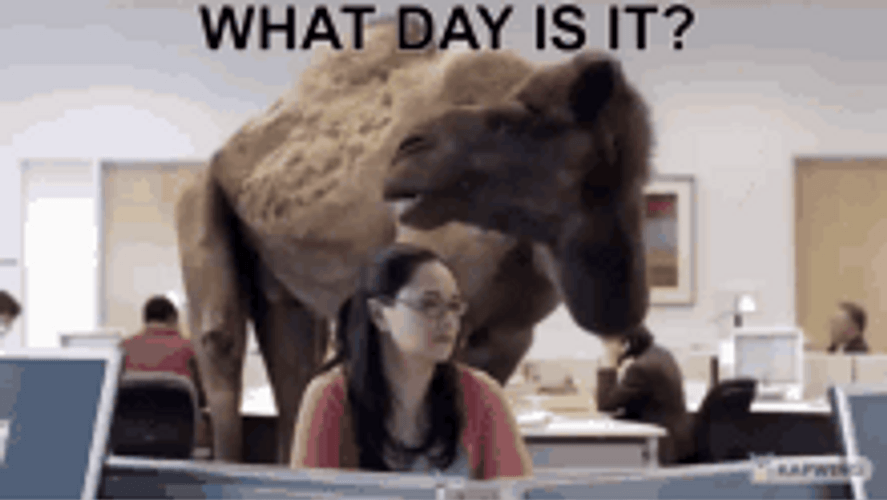 Hump Day Camel Horde Day GIF