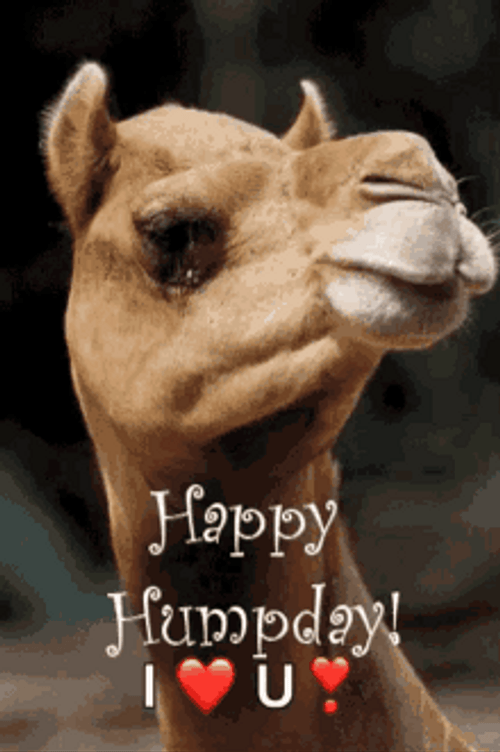 Hump Day Camel I Love You GIF