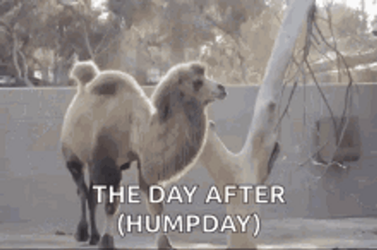 Hump Day Camel The Day After GIF