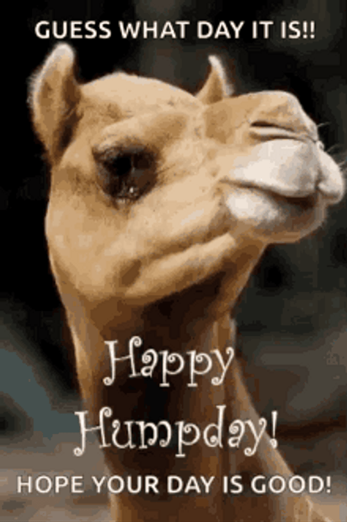 Hump Day Camel What Day Now GIF