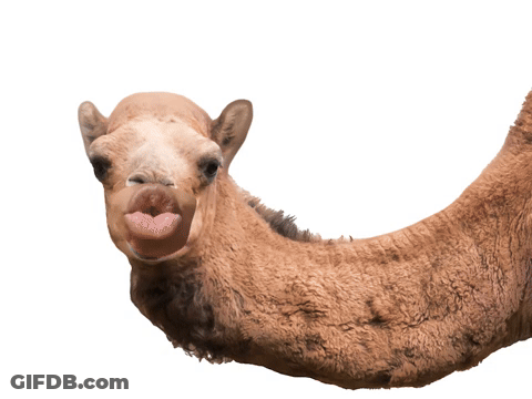 Hump Day GIF