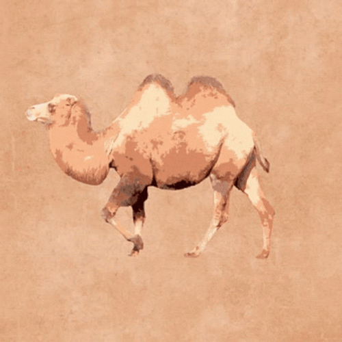 Hump Day Wednesday Camel Portrait GIF