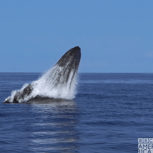 Humpback Whale Crash GIF