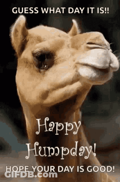 Humpday Wednesday GIF