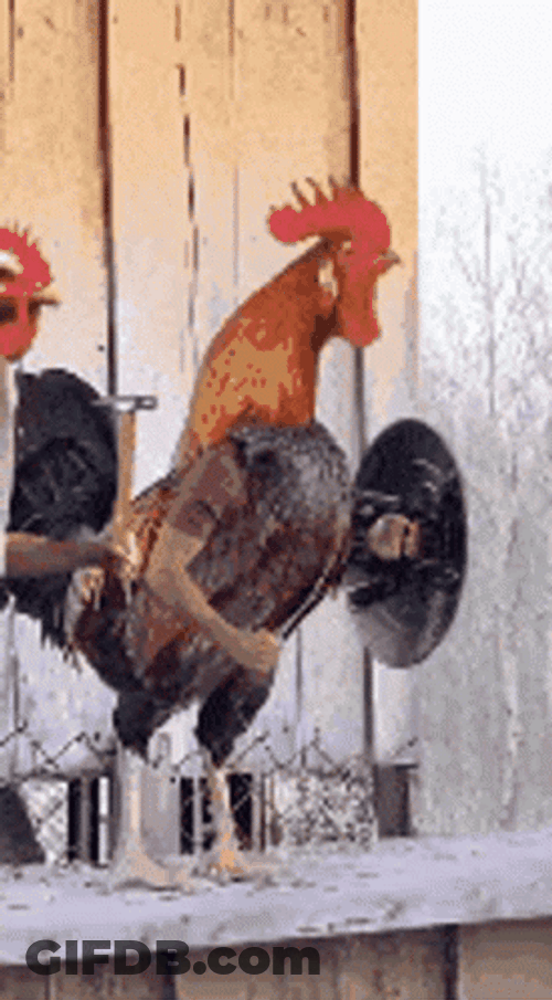 Hundreds Of Roosters Assemble GIF