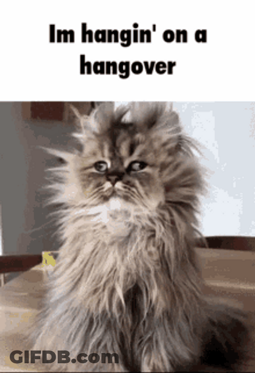 Hungover Hanging On It Grumpy Morning Cat GIF
