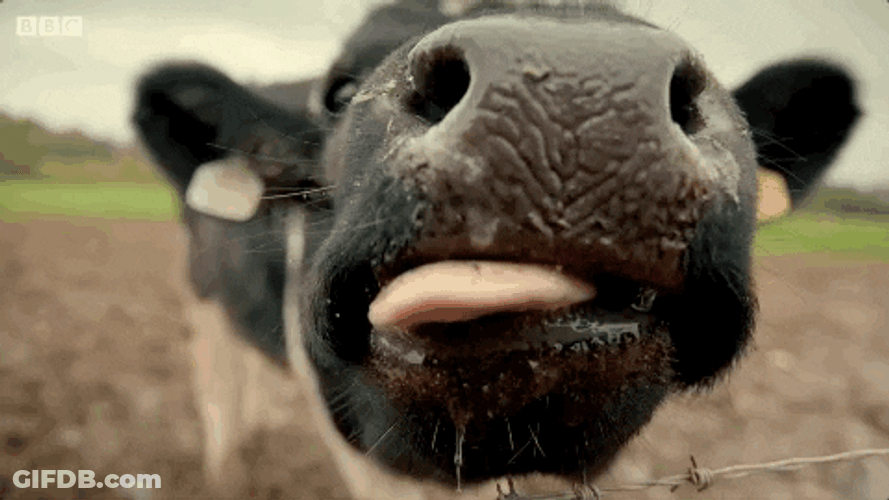 Hungry Aberdeen Angus Lick GIF
