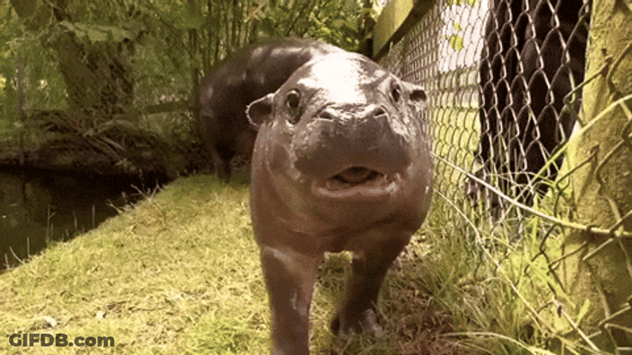 Hungry Baby Hippo Approaching GIF