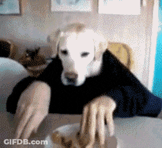 Hungry Butter Dog GIF