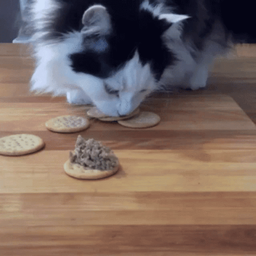Hungry Cat Eating Crackers GIF