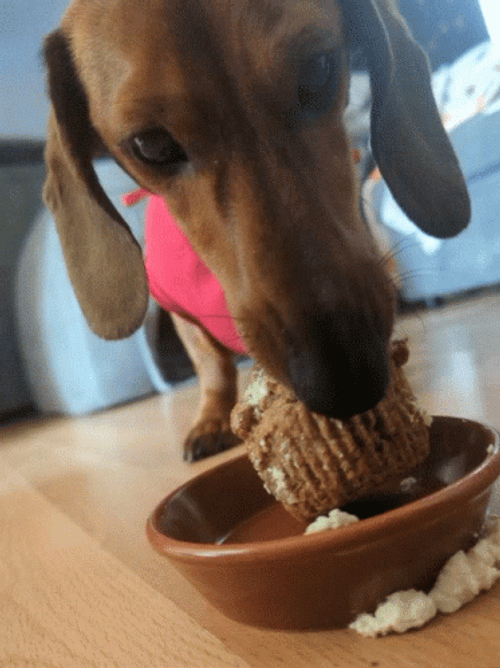 Hungry Eating Wiener Dog GIF
