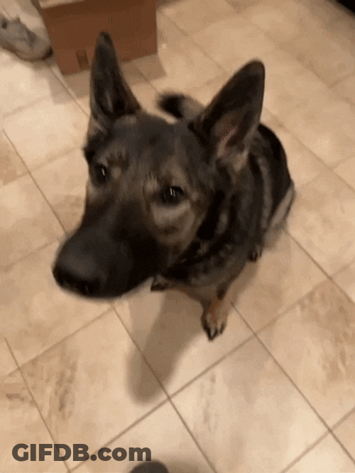 Hungry German Shepherd GIF