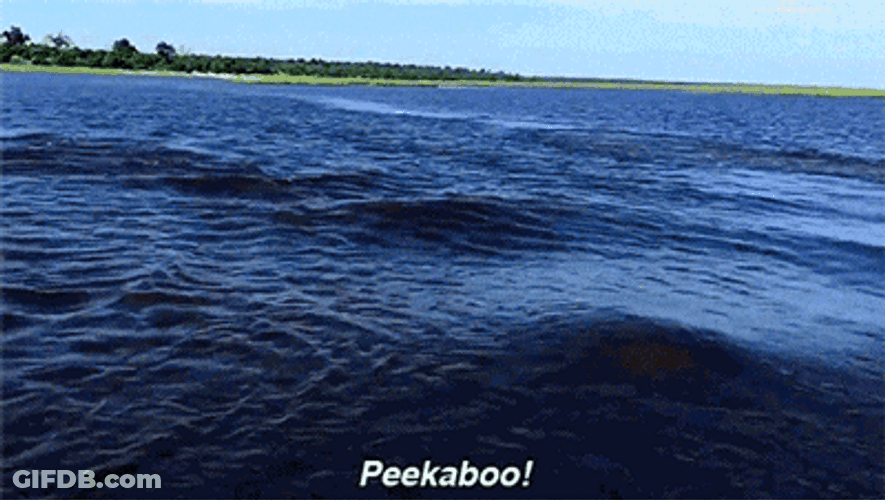 Hungry Hippo Chasing Boat Peekaboo GIF