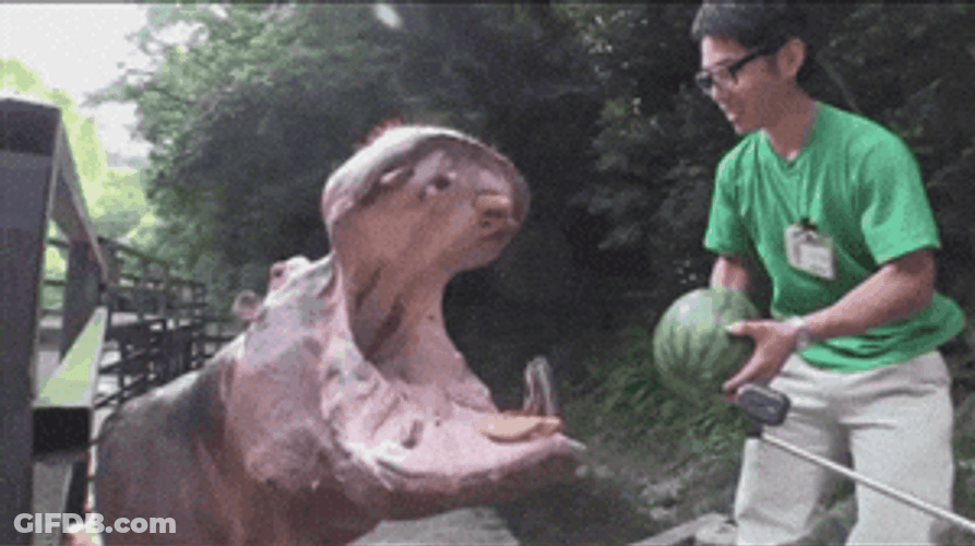 Hungry Hippo Fed With Watermelon GIF