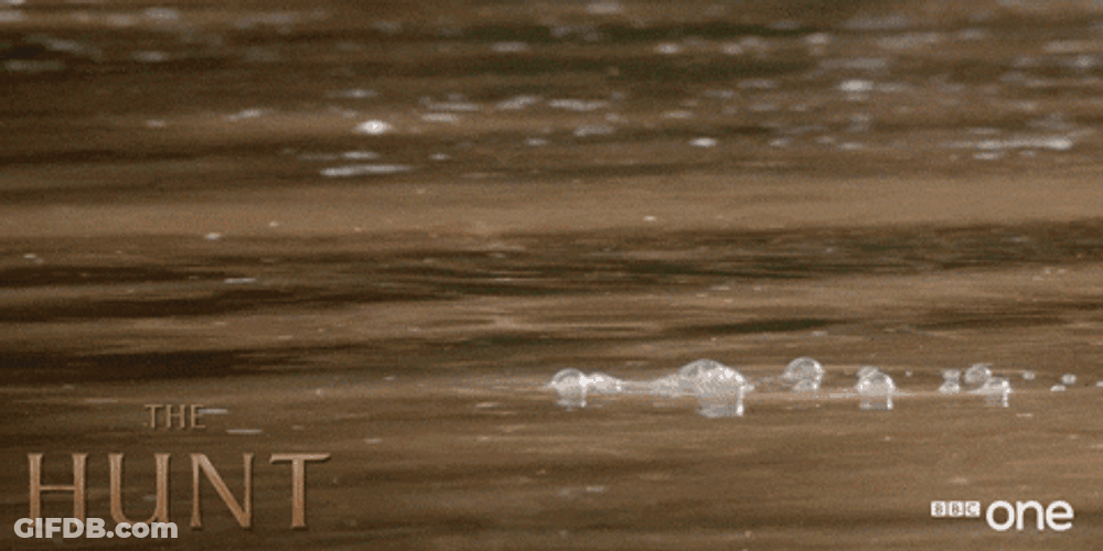 Hungry Hippo Peeking Above Water GIF