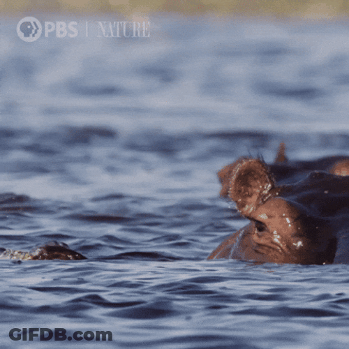 Hungry Hippo Soaking In River GIF