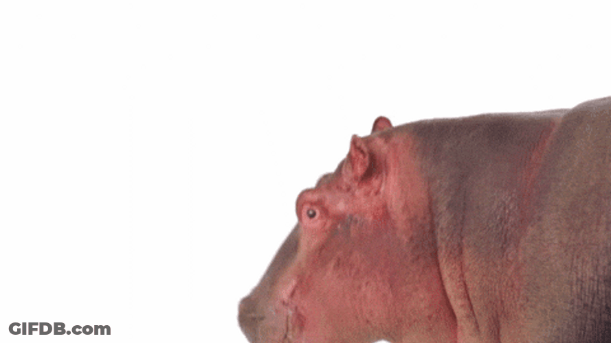 Hungry Hippo Well Hello There GIF