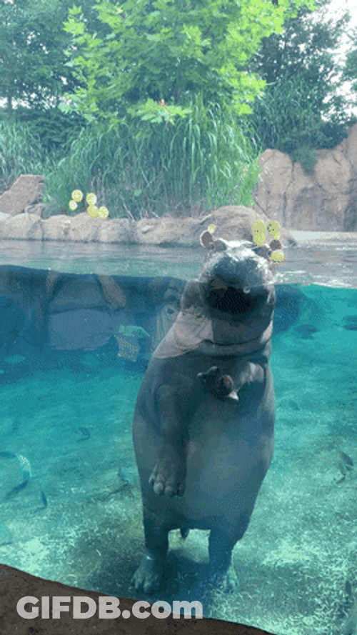 Hungry Hippo Zoo Flexi Glass Swimming GIF