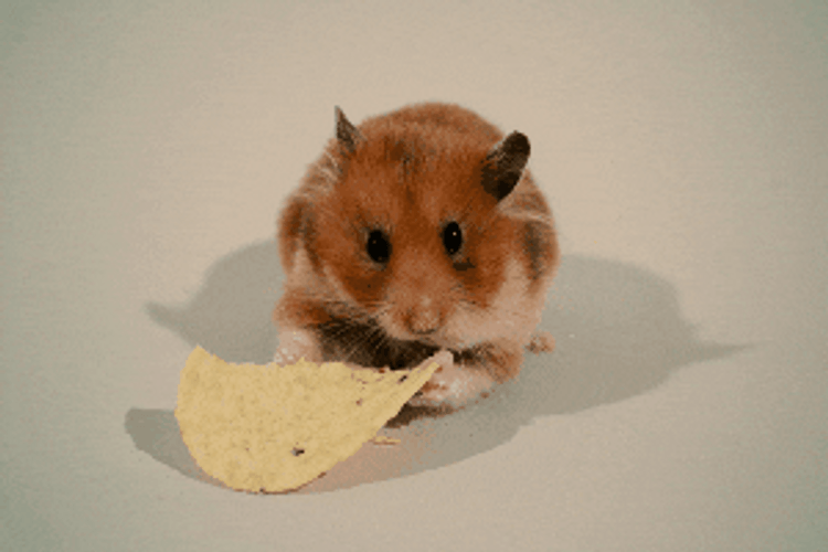 Hungry Mouse Fast Eating GIF