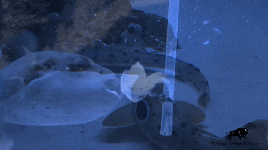 Hungry Pufferfish Jellyfish GIF