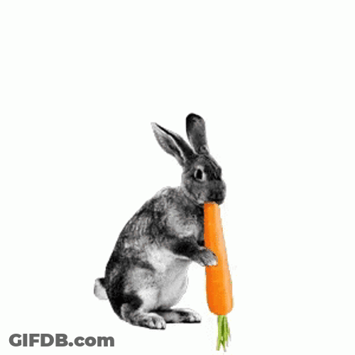 Hungry Rabbit Chomp Carrots GIF