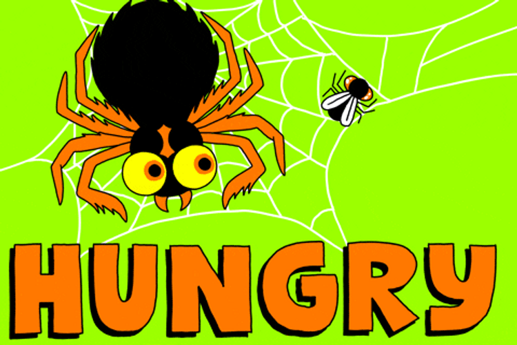 Hungry Spider Staring At Fly GIF