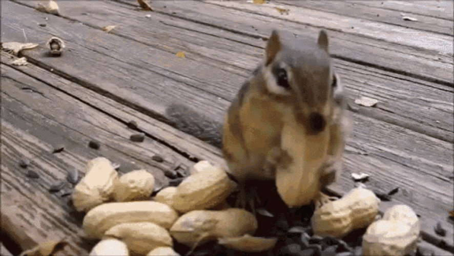 Hungry Squirrel Chubby Cheeks GIF