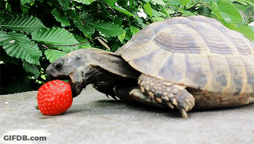 Hungry Turtle Aggressively Eating Strawberry GIF