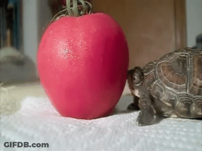 Hungry Turtle Trying To Eat Tomato GIF