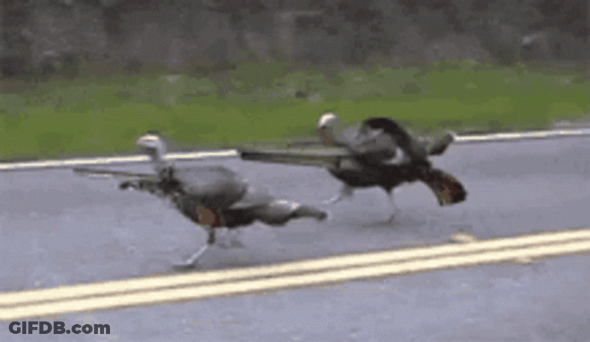 Hunting GIF
