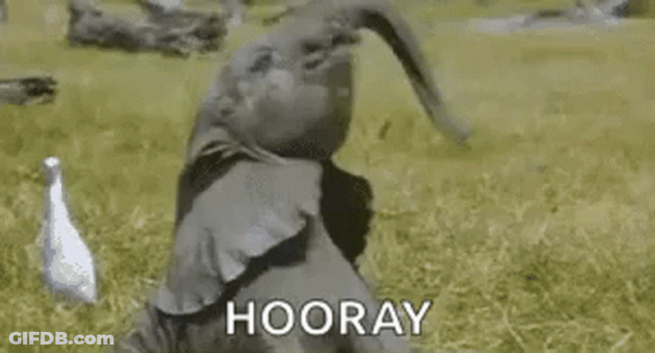 Hurray Hooray Cute Baby Elephant GIF