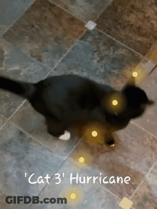 Hurricane Cat GIF
