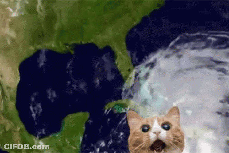 Hurricane Meme Cat Head Circling GIF