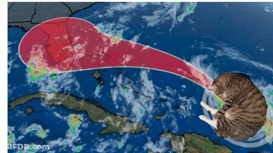 Hurricane Meme Cat In The Weather Tracker GIF