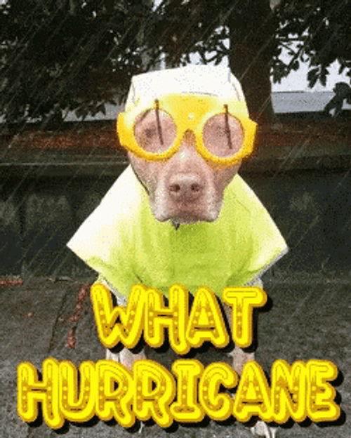 Hurricane Meme What Hurricane Dog In A Raincoat GIF